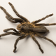 The newly described tarantula species Ceratogyrus attonitifer, showing the peculiar soft and elongated horn-like protuberance sticking out of its back.